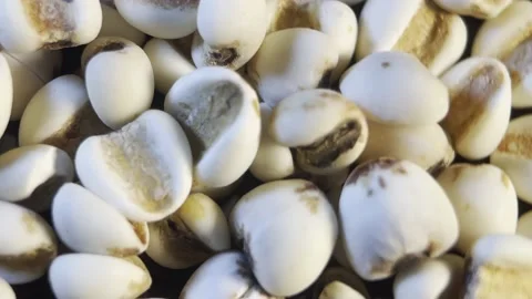 Moisture removing coix seed (6) Stock Footage 202161515