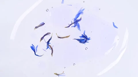 Moisturizing clear violet cosmetic fluid with dried flowers. Organic vegan .. Stock Footage 278345480