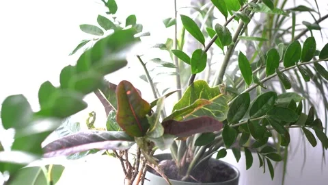 Moisturizing indoor plants with spray bottle Stock Footage 171644541