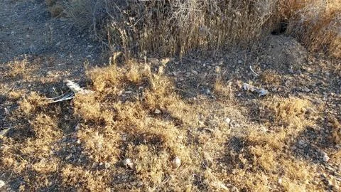 Mojave Bones 2 Stock Photos