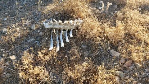 Mojave Desert Bones Stock Photos