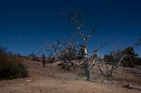 Mojave desert at night Stock Photos