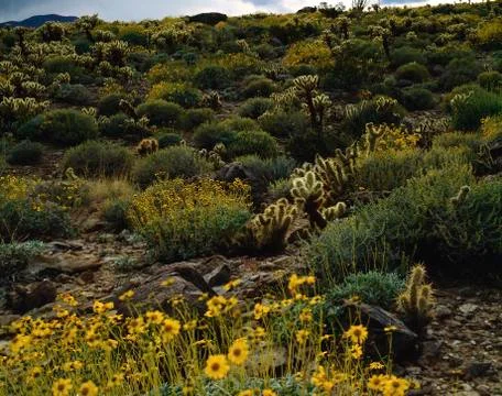 Mojave desert Stock Photos