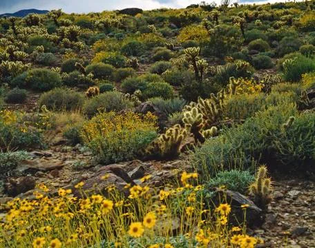 Mojave desert Stock Photos