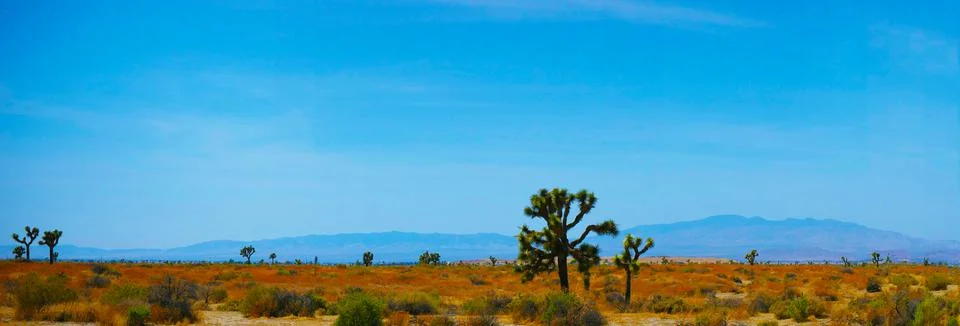 Mojave Desert Stock Photos