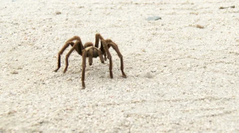Mojave Desert Tarantula Crawls Through Joshua Tree National Park Vidéo 33954496