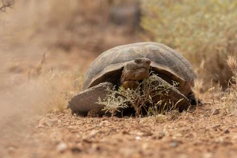 A Mojave Desert Tortoise in front of a tiny Apache Plume plant Stock Photos