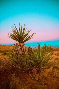 Mojave Sunset Stock Photos