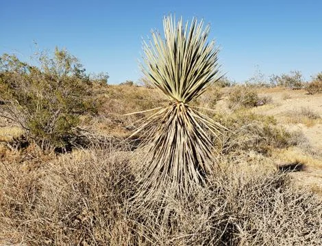 Mojave Vegetation 2 Stock Photos