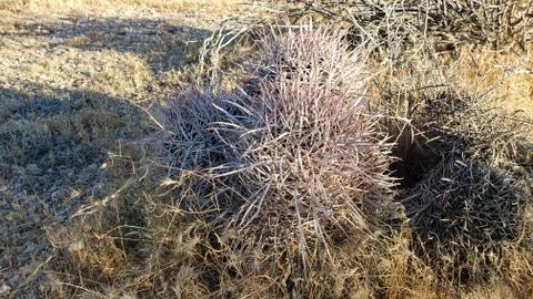 Mojave Vegetation 3 Stock Photos