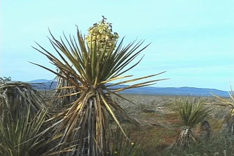 Mojave Yucca in bloom Stock Footage 281662