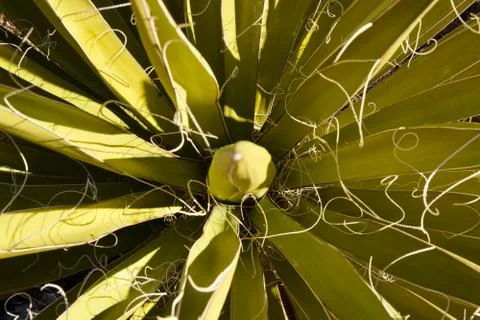 Mojave Yucca close Stock Photos