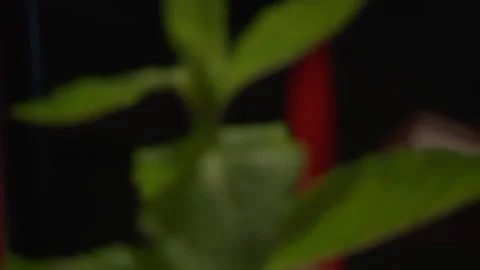 Mojito Cocktail With Mint Stock Footage 136035825