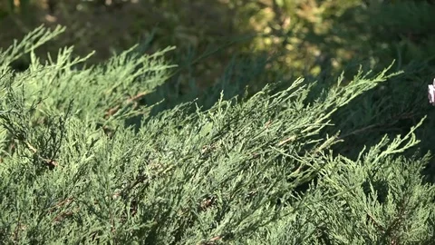 Mojjevelnik Video stock 100065611