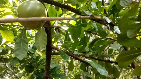Mojo fruit tree Stock Footage 326861437