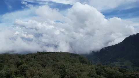 Mojosemi Forest Stock Footage 230962999