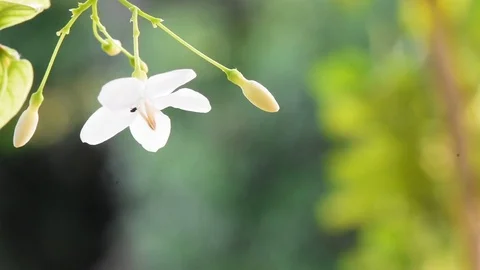 Mok flower Stockbeeldmateriaal 75781625