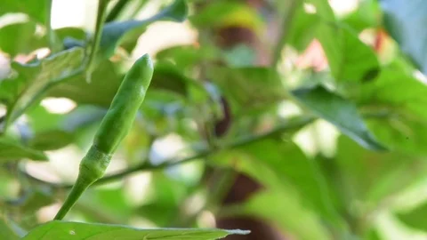 Mok flower Stock Footage 75781670