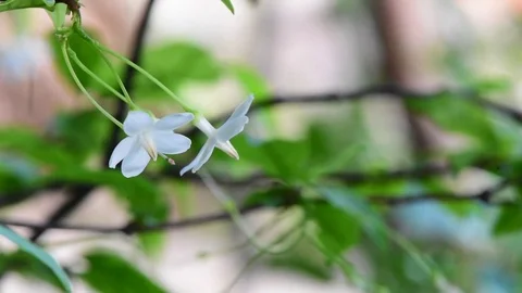 Mok flower Stock Footage 75781786