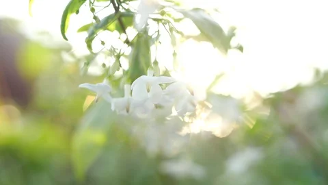 Moke or Wrightia religiosa white flower swaying in the wind Vídeo Stock 127801634