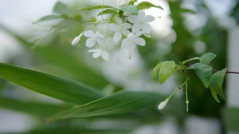 Moke or Wrightia religiosa white flower swaying in the wind Stock-Footage 128556670