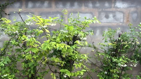 Moke Tree Hedge, Wrightia Religiosa, Windblown Green Leaves And White Flowers Stock Footage 292651489