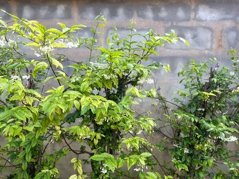 Moke Tree Hedge, Wrightia Religiosa, Green Leaves And White Flowers Stock Photos
