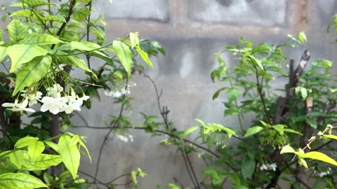 Moke Tree, Wrightia Religiosa, Windblown Green Leaves And White Flowers Stock Footage 292651482