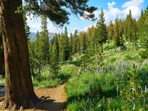 Mokelumne Wilderness Stock Footage 79583960