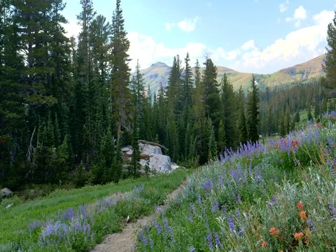 Mokelumne Wilderness Stock Footage 79584382