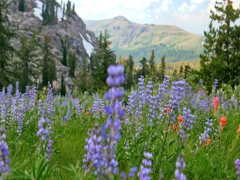 Mokelumne Wilderness Stock Footage 79584920