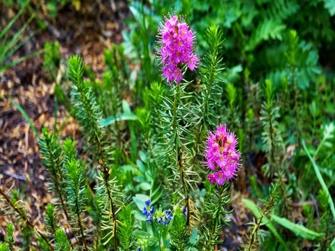 Mokelumne Wilderness Stock Footage 79586048