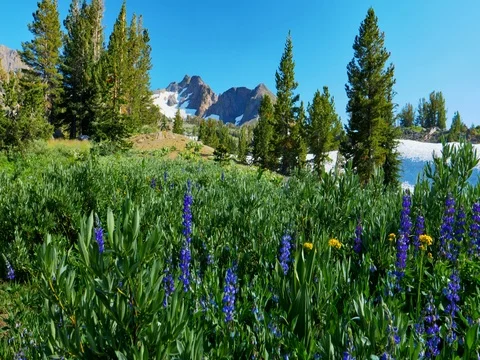 Mokelumne Wilderness Stock Footage 79586114
