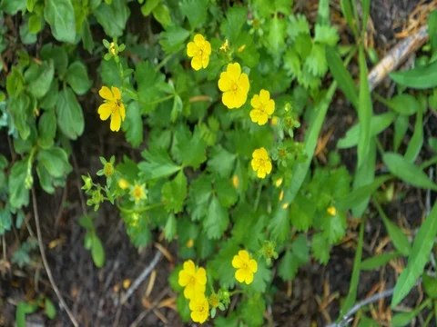 Mokelumne Wilderness Stock Footage 79586475