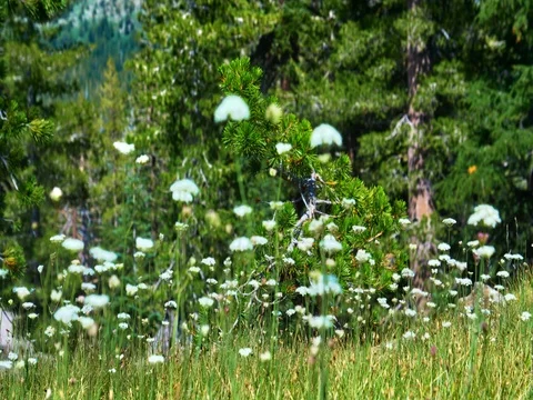 Mokelumne Wilderness Stock Footage 79586624