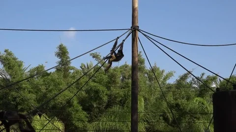 Mokey swing in the zoo Stock Footage 82425805