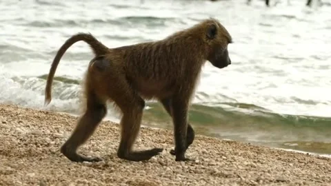 Mokey walking on the beach Vidéo 237701873