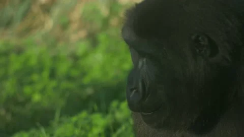 Mokey in the zoo | 4K Stock Footage 131901859