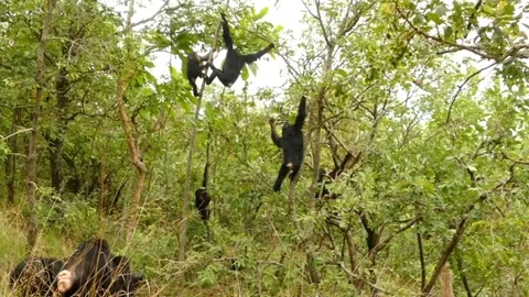 Mokeys playground Vidéo 237701820