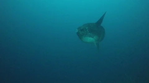 Mola Mola Video stock 93277209