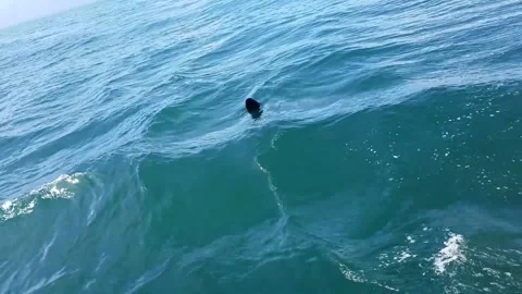 Mola Mola Stock Footage 142473968