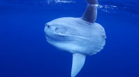 Mola Mola Sunfish Swimming | Stock Video | Pond5