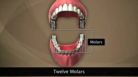 Molars Teeth Stock Footage 322537606