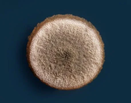 Mold on agar Stock Photos