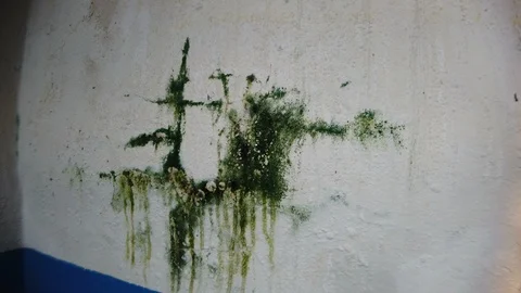 Mold and algae on the wall of the toschi park in parma Stockbeeldmateriaal 124849849