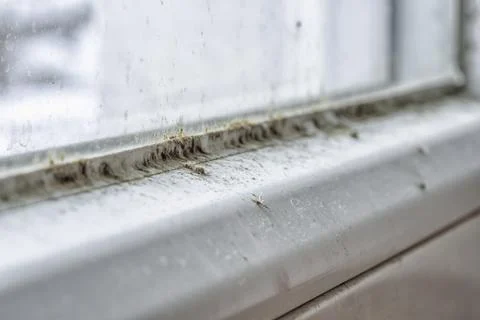Mold and dirt on the window Stock Photos