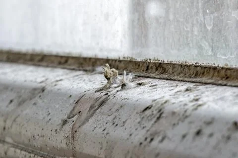 Mold and dirt on the window Foto stock
