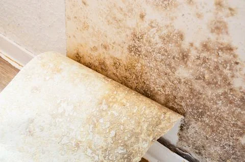 Mold and mildew damage on wall with peeling wallpaper Stock Photos