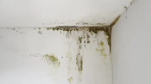 Mold and mildew on damp wall in home interior Video stock 333305208