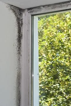 Mold around the plastic window. Stock Photos